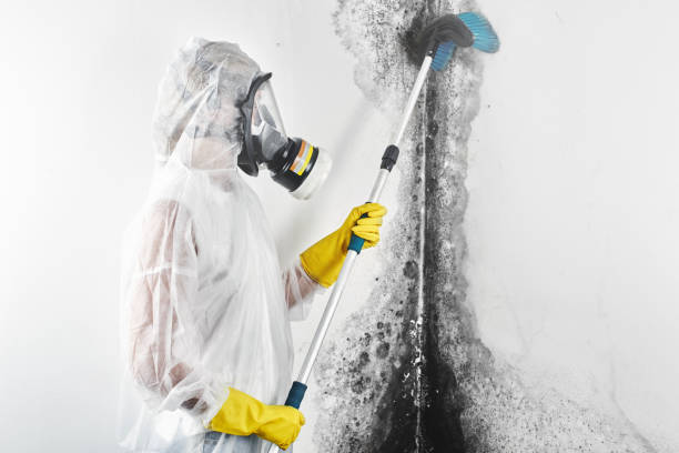 Best Industrial Mold Remediation  in Downs, IL