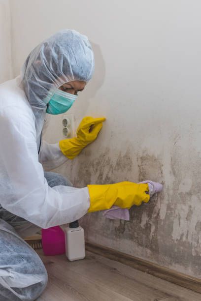 Best Forensic Mold Investigation  in Downs, IL