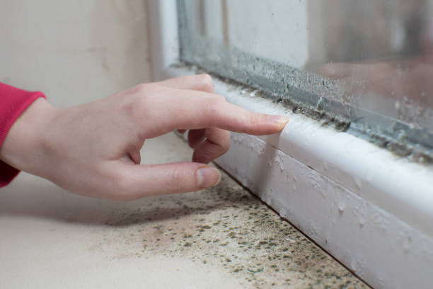 Best Mold Prevention Services  in Downs, IL