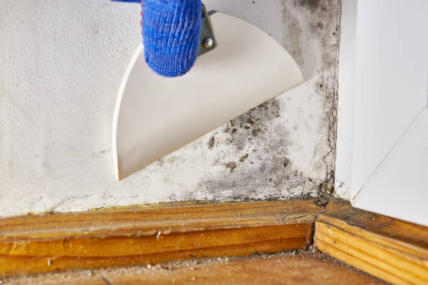 Best Commercial Mold Inspection  in Downs, IL